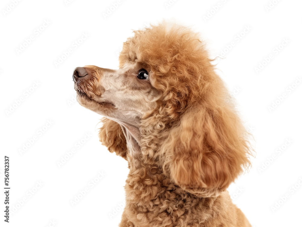 poodle looking up, sideview cutout portrait isolated on transparent background poodle looking up, sideview cutout portrait isolated on transparent background