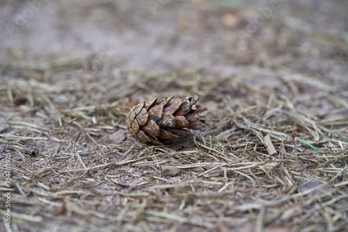 Cedar cones on the ground in the forest.