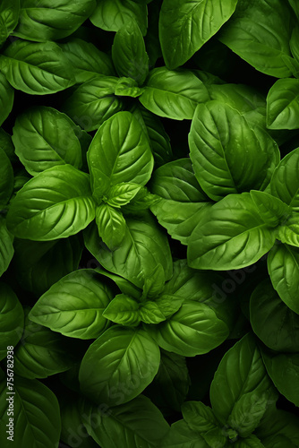 basil green background