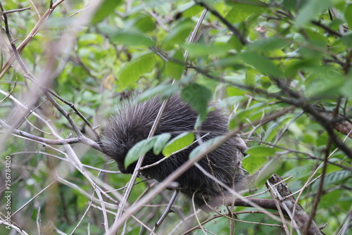 Porcupine