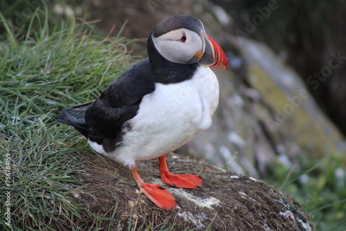Puffin