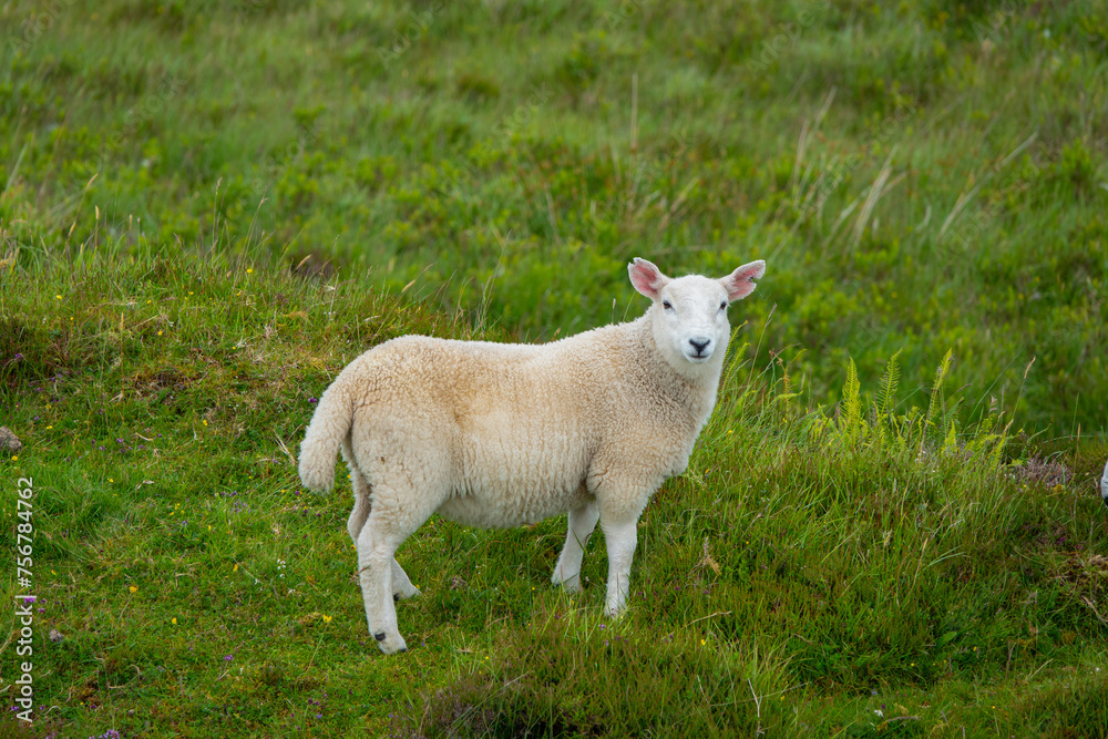 PORTRAIT: Young lamb standing on a verdant mountain pasture on Isle of Skye PORTRAIT: Young lamb standing on a verdant mountain pasture on Isle of Skye
