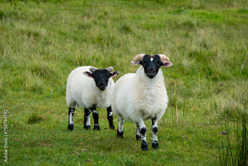 PORTRAIT: Cute and curious pair of young Scottish Blackface sheep on a meadow