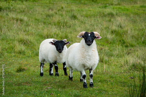 Photography PORTRAIT: Cute and curious pair of young Scottish Blackface sheep on a meadow