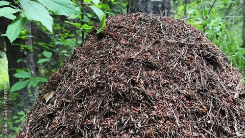 Working ants in anthill in the forest photo