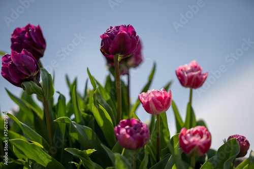 Fototapeta Naklejka Na Ścianę i Meble -  Tulips and clear sunny sky. Nature composition.
