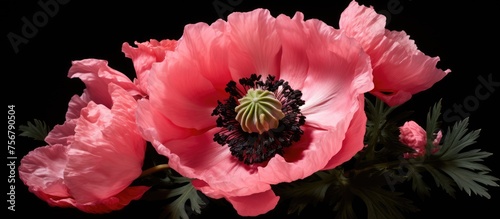 A closeup view of a vibrant pink poppy flower against a striking black background, showcasing the beauty of this terrestrial plant with delicate petals and pollen, perfect for an art event