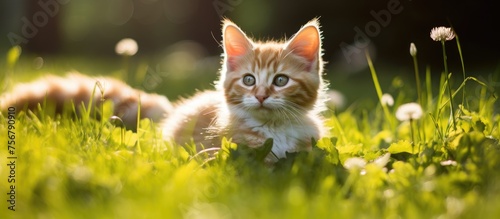 A cat from the Felidae family, a carnivorous terrestrial animal with whiskers and a snout, is laying in the grass, gazing at the camera