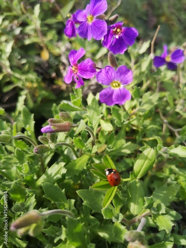 ladybug on flower