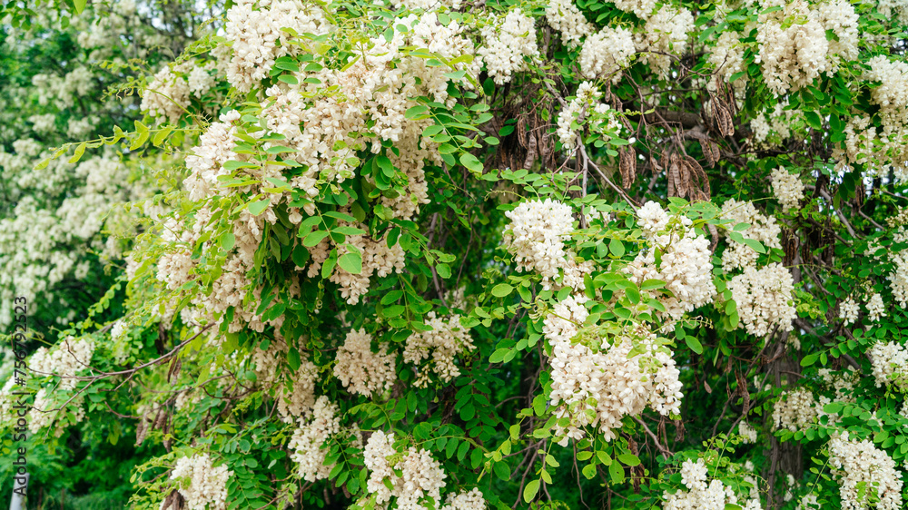 Lush white fragrant acacia blooms in the forest. White acacia flowers. Lush white fragrant acacia blooms in the forest. White acacia flowers.