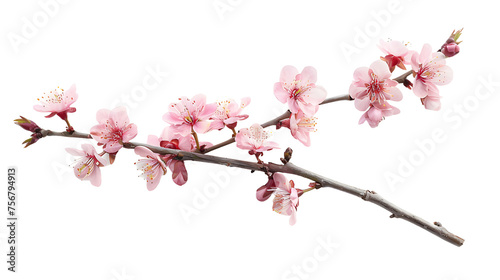 The natural colors of sakura on the flower stalk are isolated on a transparent background. © DYNECREATIVE