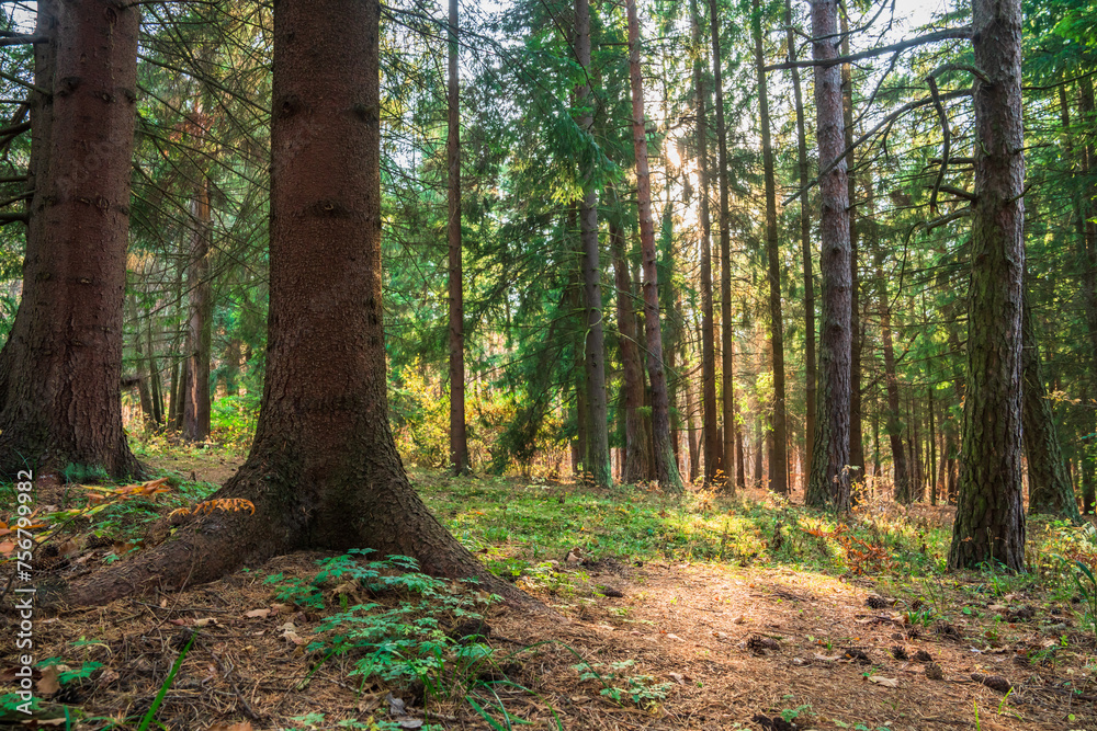 Fototapeta premium Green dense forest on the threshold of autumn, green trees, nature, stock photo