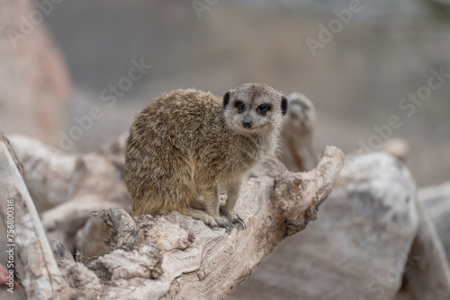 Meerkat on a tree branch, stock photo © Daniel