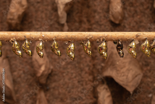 caterpillars and butterfly chrysalises hanging on a stick in a nursery photo