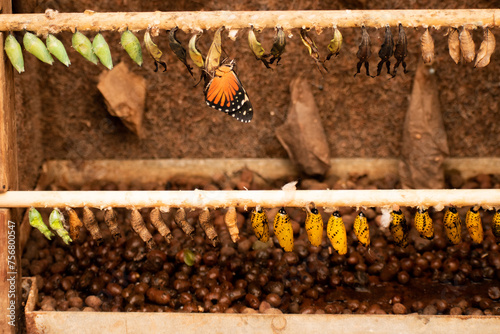 Row of butterfly cocoons (chrysalid) on a wooden stick, with a hatched butterfly. photo