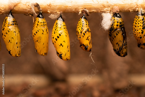 caterpillars and butterfly chrysalises hanging on a stick in a nursery photo