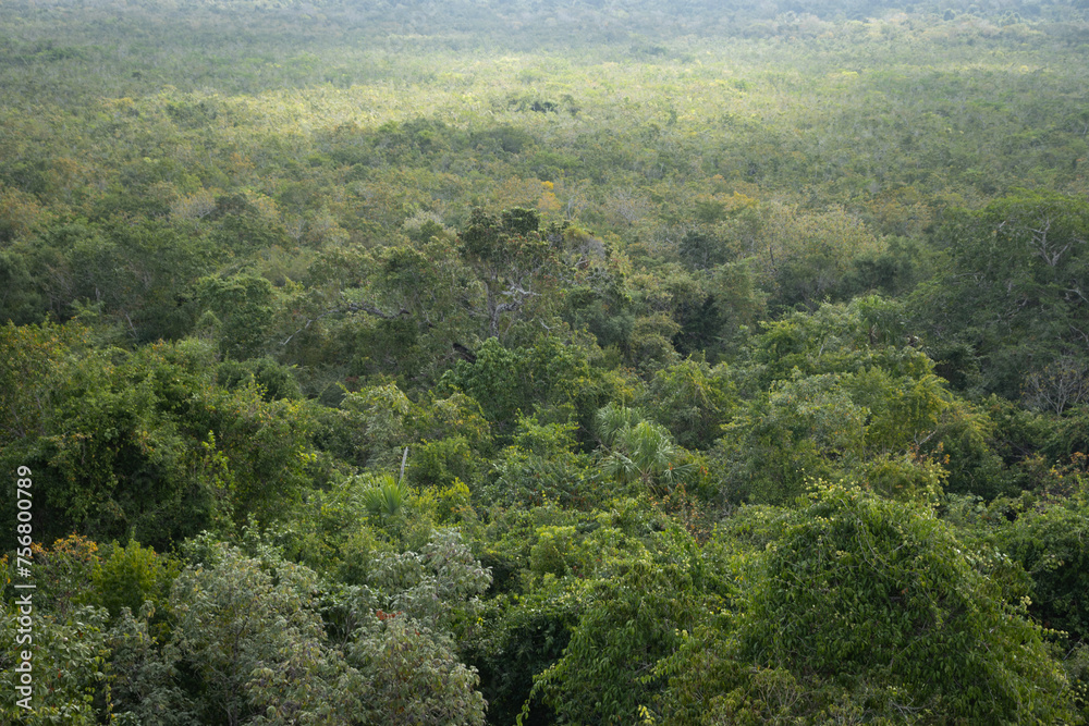 Green rainforest trees in Noh Bec in Quintana Roo state, Mexico