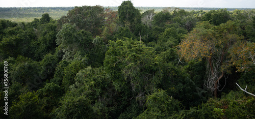 Green rainforest trees in Noh Bec in Quintana Roo state, Mexico