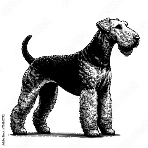 Full-length Airedale Terrier dog standing. Hand Drawn Pen and Ink. Vector Isolated in White. Engraving vintage style illustration for print, tattoo, t-shirt	