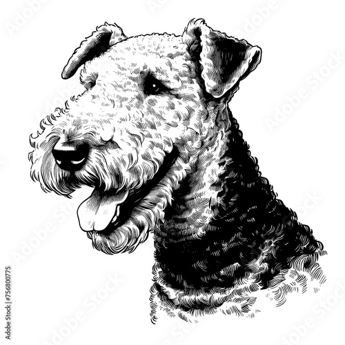 Happy Airedale Terrier dog portrait. Hand Drawn Pen and Ink. Vector Isolated in White. Engraving vintage style illustration for print, tattoo, t-shirt	