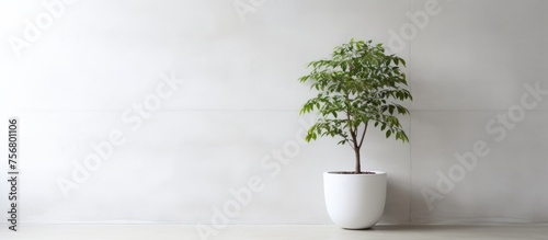 A houseplant in a flowerpot sits in front of a white wall, bringing a touch of nature to the room. The green leaves contrast beautifully with the clean rectangle of the wall