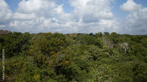 Green rainforest trees in Noh Bec in Quintana Roo state, Mexico © Stockchi