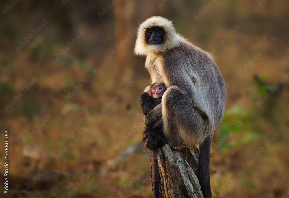 Malabar Sacred Langur or Black-footed gray langur - Semnopithecus hypoleucos is Old World monkey, found in southern India, female with the baby sitting on the stump in Nagarhole park