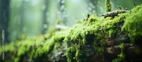 A close up of a moss covered tree trunk in a lush forest, showcasing the beauty of this terrestrial plant in its natural landscape