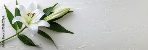 Funeral lily on white background with abundant space for customizable text placement