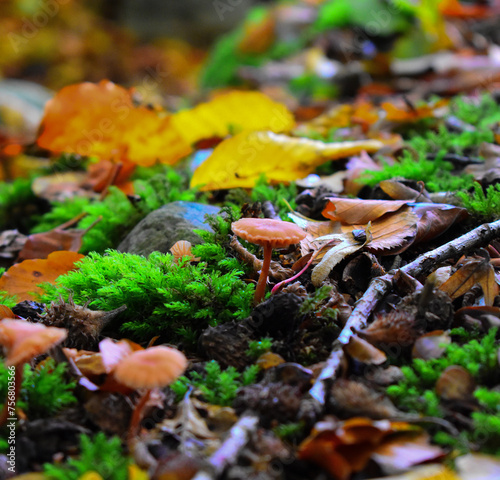 Group of autumn mushroom among green grass and moss in the forest