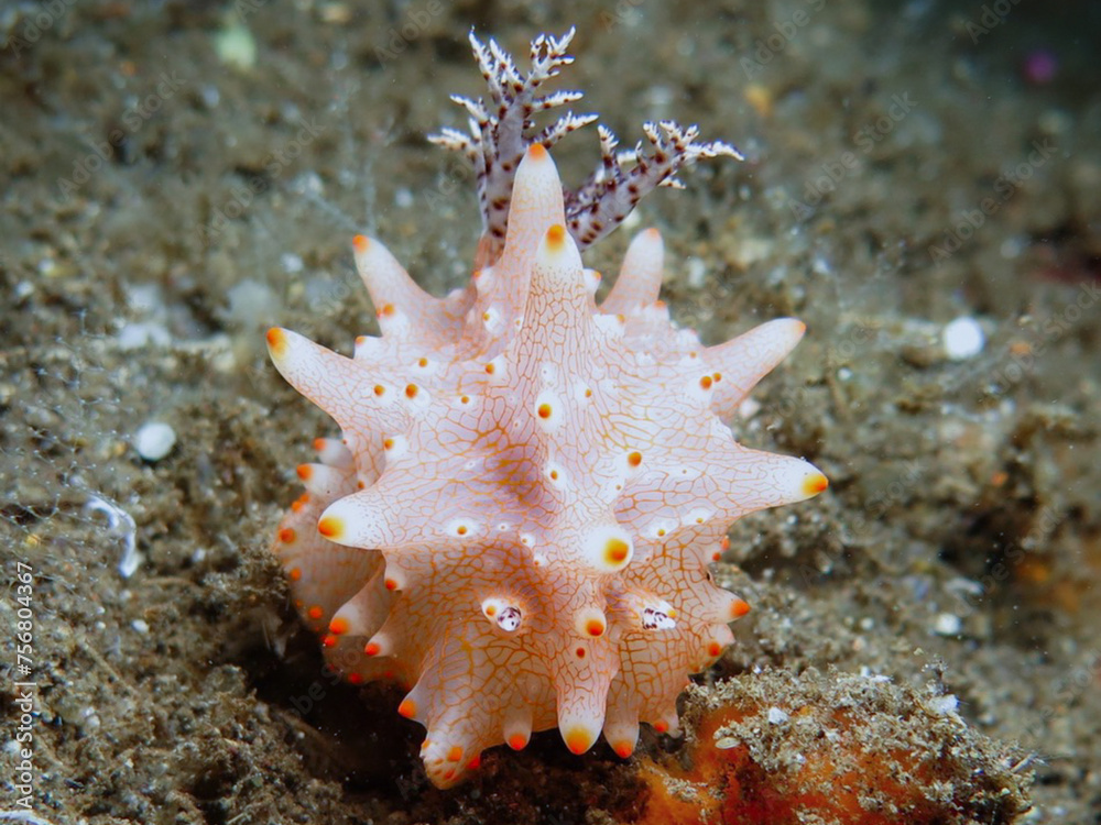 Dorid nudibranch Halgerda batangas from Bali Dorid nudibranch Halgerda batangas from Bali