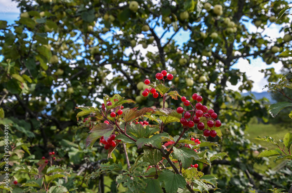 Сlose-up view of bush with green leaves adorned with bright red berries of guelder rose (viburnum) in the garden against the backdrop of an apple tree