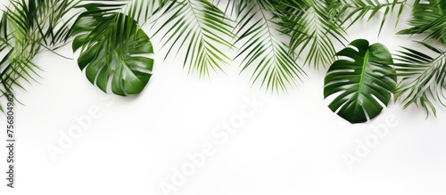 Macro photography of tropical palm leaves on a white background, showcasing the intricate details of this terrestrial plant from the Arecales order, commonly known as a palm tree
