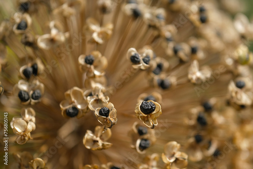 Allium dried flower. Abstract background