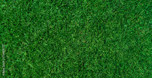 Green grass background top view, Green lawn with fresh grass texture