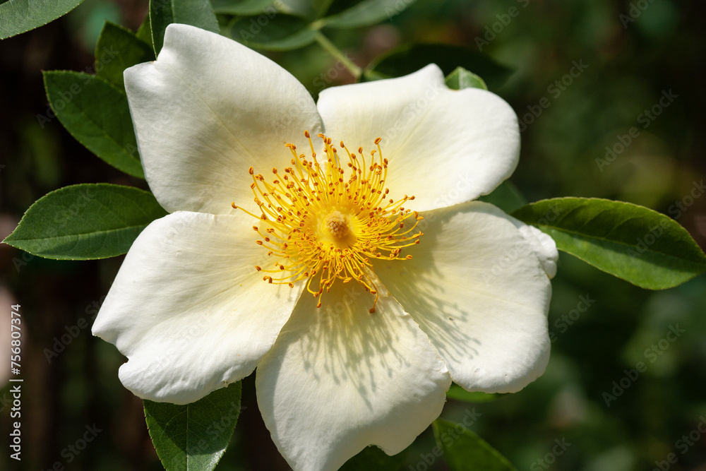 Rosa bracteata 'Mermeid', flower detail