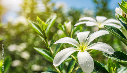 palmarosa growing in garden at sunny day.