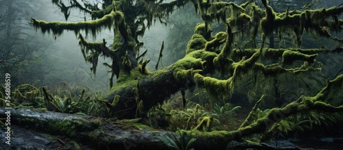 A fallen tree lies in a lush green forest, surrounded by mosscovered terrestrial plants and grass. The natural landscape is filled with water, trees, wood, and a variety of plant life photo