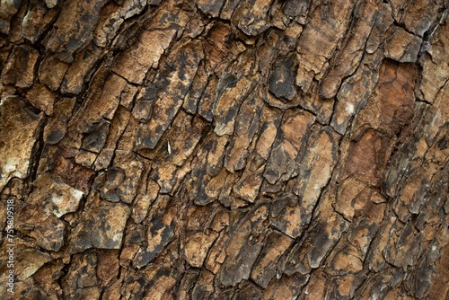 Swietenia macrophylla (caoba) bark 
