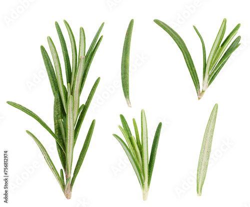 Various fresh green rosemary branches on. isolated background