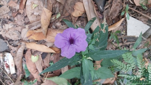 the fresh colorful flowers in the park