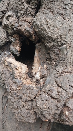 image of old dry wood from a dead tree