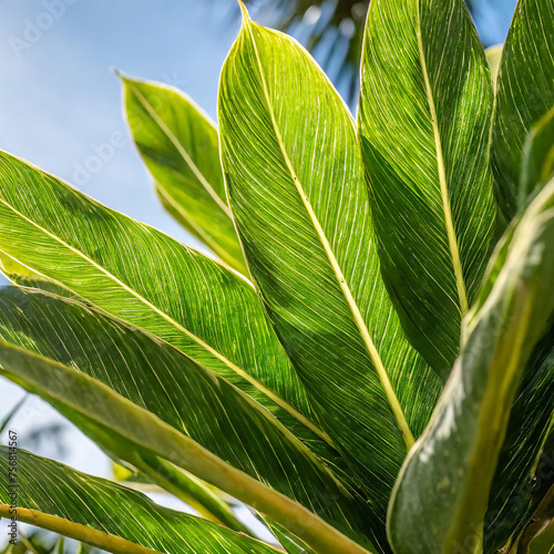 A detailed view of a lush green leafy plant showcasing its intricate textures and vibrant color against a fresh tropical background.