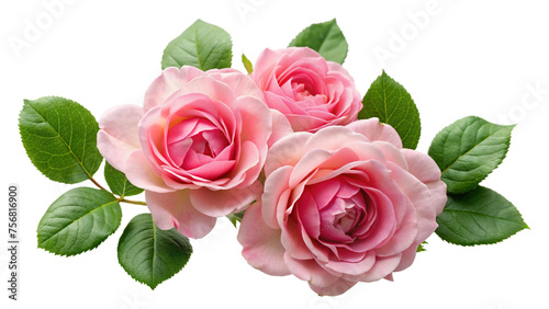 Beautiful pink roses in full bloom, with soft petals and green leaves, cut out on white background. © Wasi