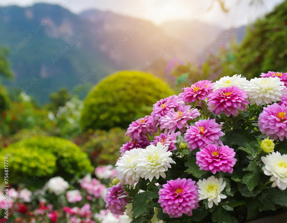 Obraz premium flowers in the garden