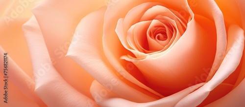 A closeup photo of a vibrant orange rose, a hybrid tea rose Rosa centifolia, with dew drops on its petals, set against a clean white background photo