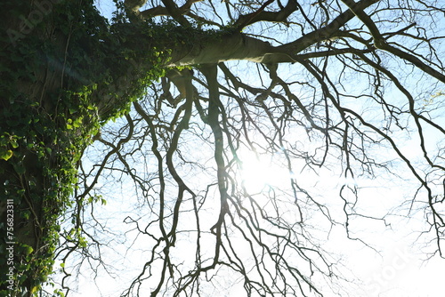 tree branches against sky
