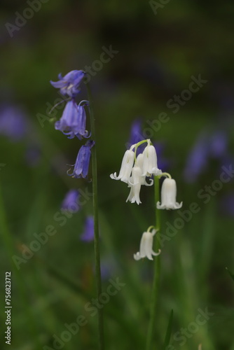 bluebell closeup