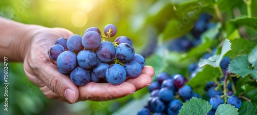 Hand holding grapes with selection on blurred background, ideal for text placement