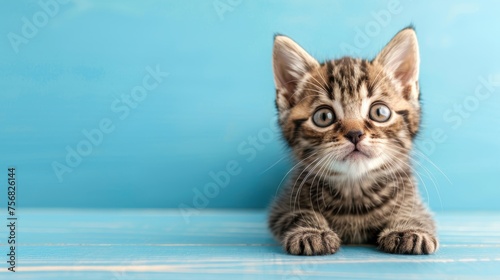 Curious tabby kitten peeking over blue wooden background with copy space, head and paws up.